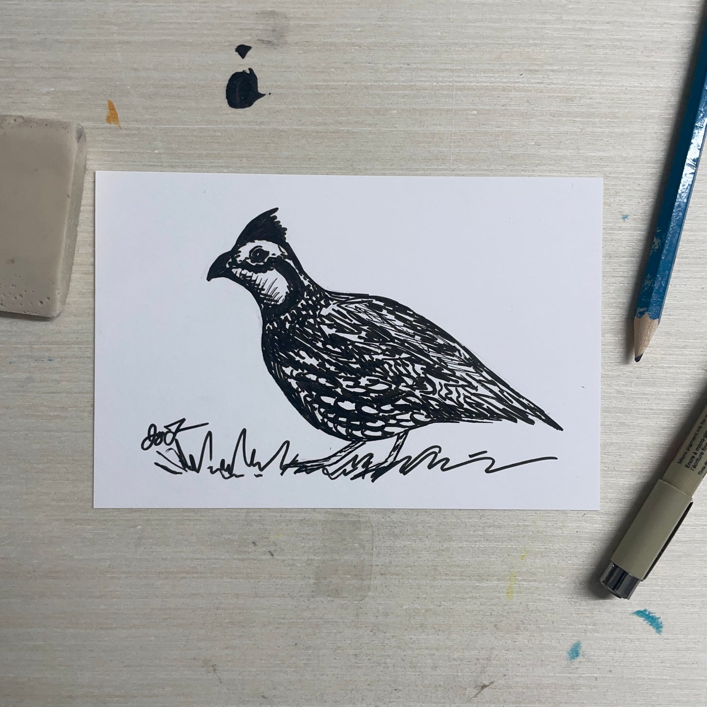 Original 4"x6" Bobwhite Sketch by Jay Talbot