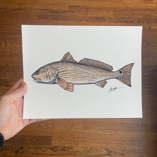 Open Edition: Redfish Print